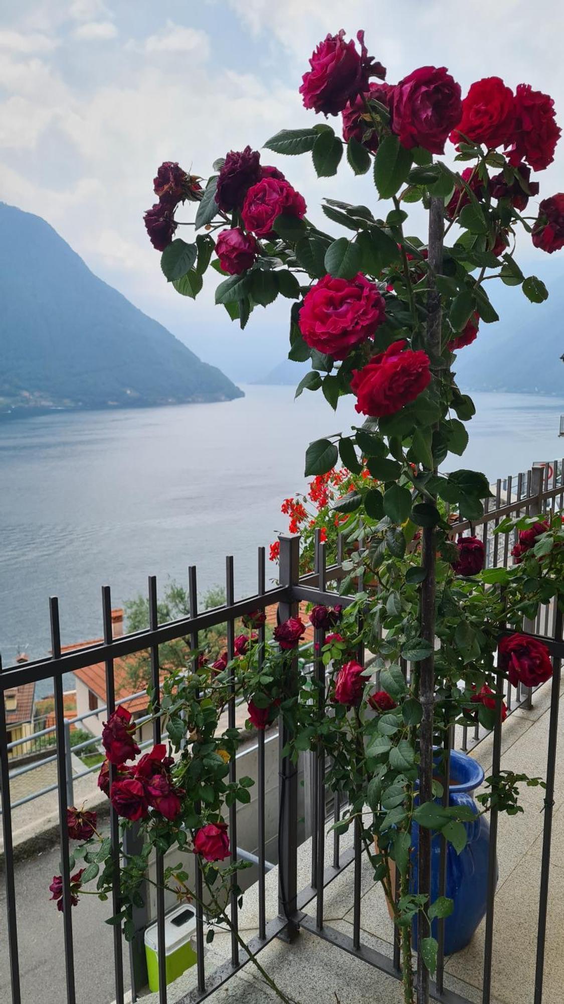 Colonno Panoramica Lago Di Como Luaran gambar